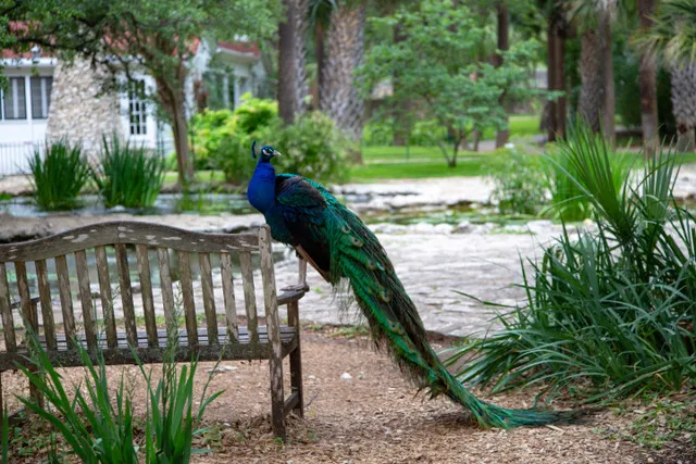 A peacock with vibrant blue and green plumage sits on the armrest of a weathered wooden bench in a garden setting.
