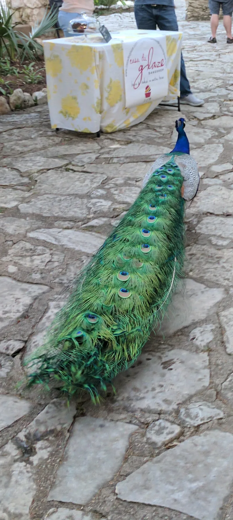 A peacock with vibrant green and blue feathers walks on a stone path near a table with a cake.