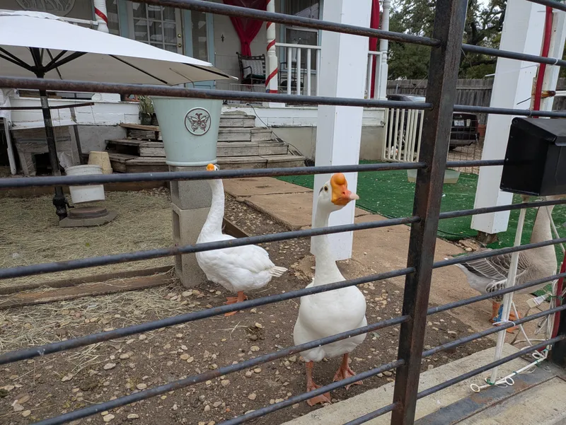 Two white geese and one grey goose standing behind a metal fence.