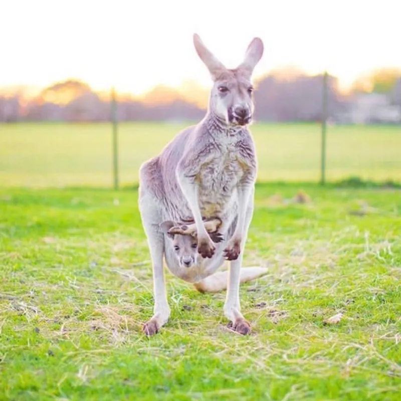 A mother kangaroo with her joey peeking out of her pouch, standing in a grassy field.