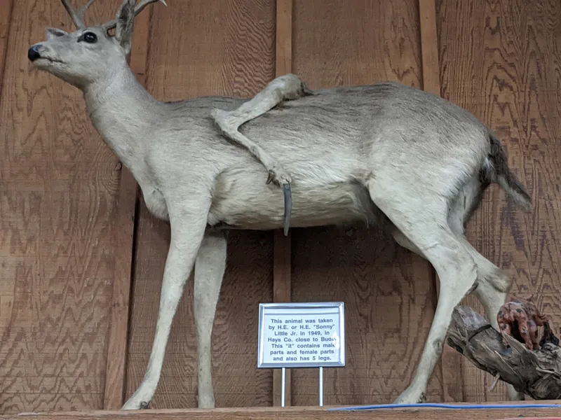A taxidermied deer with five legs and a sign describing its unusual anatomy.