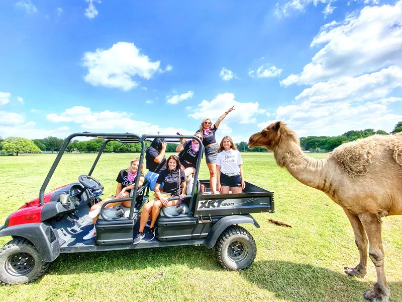 Group of friends in a buggy with a camel in a grassy field under a cloudy sky