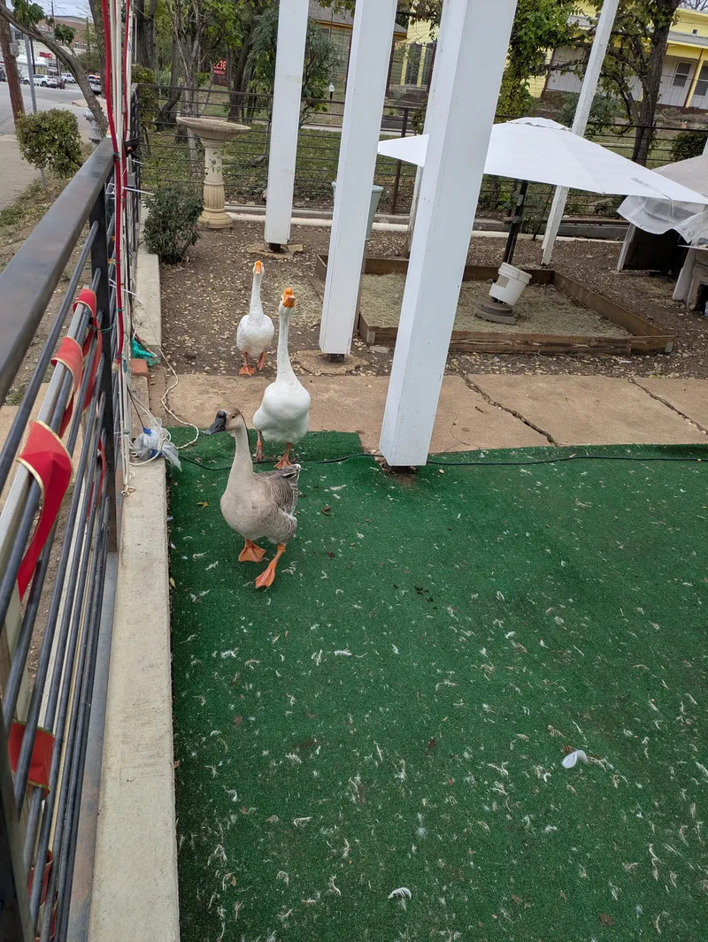 Three geese are in an outdoor area with green turf and white pillars.