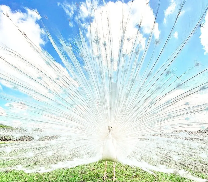 An albino peacock with its tail feathers fanned out against a blue sky with clouds.