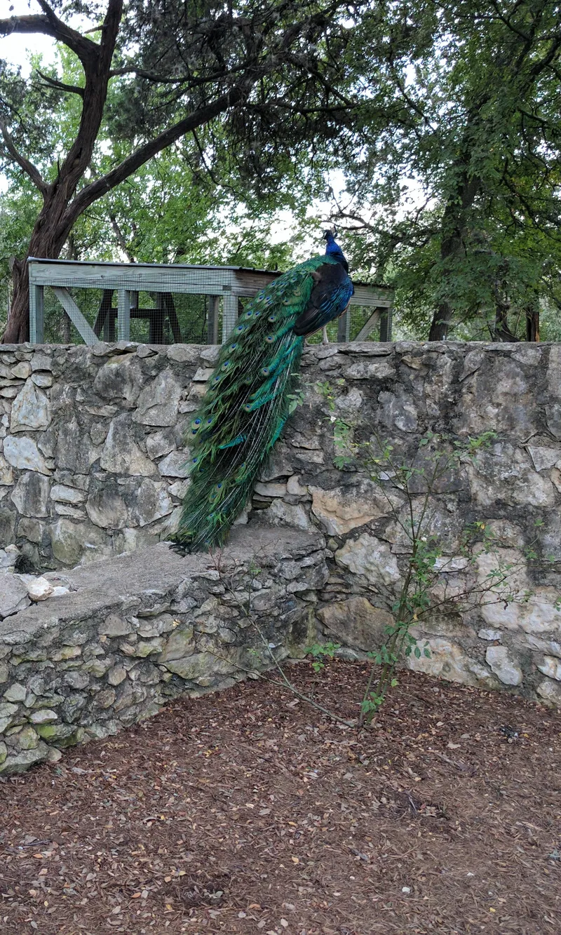 A peacock with its tail feathers spread sits on a stone wall in a park.